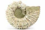 Large, Bumpy Ammonite (Douvilleiceras) Fossil - Madagascar #256313-1